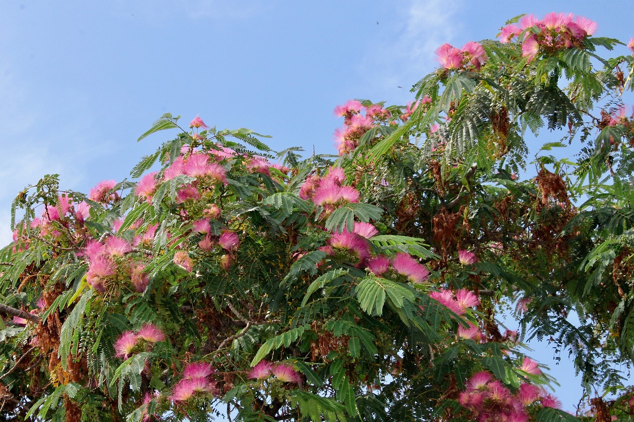 Comment reconnaître un Catalpa ?