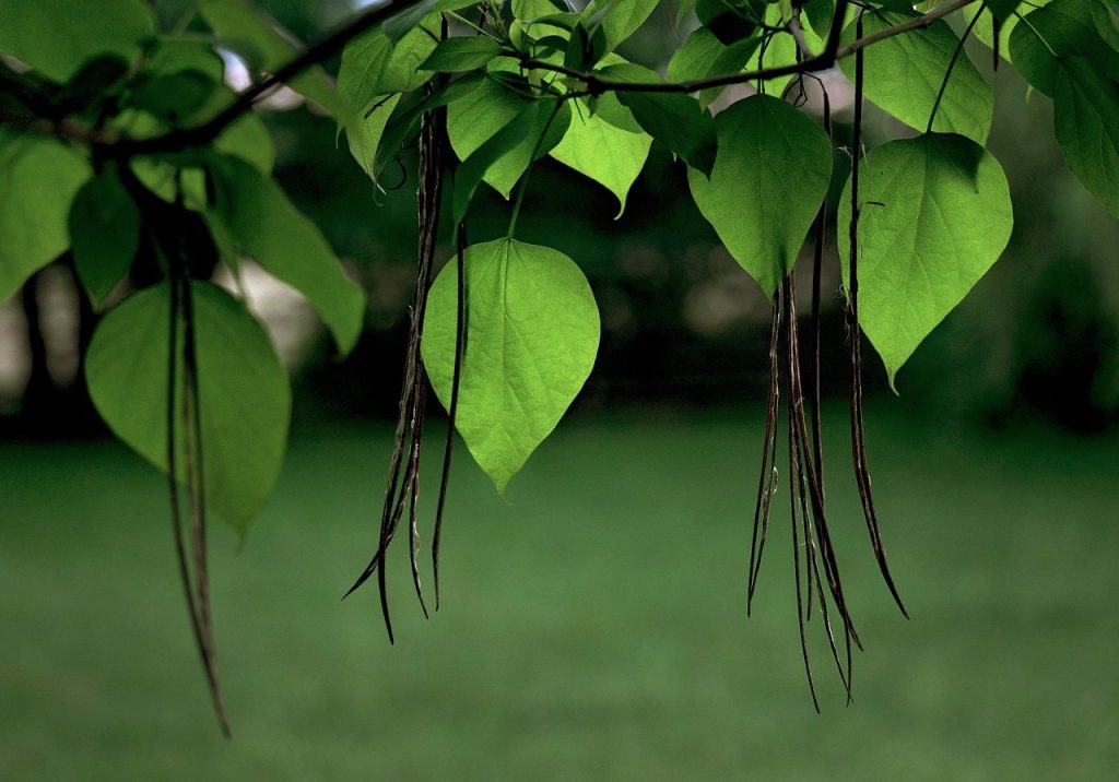 fruit Catalpa
