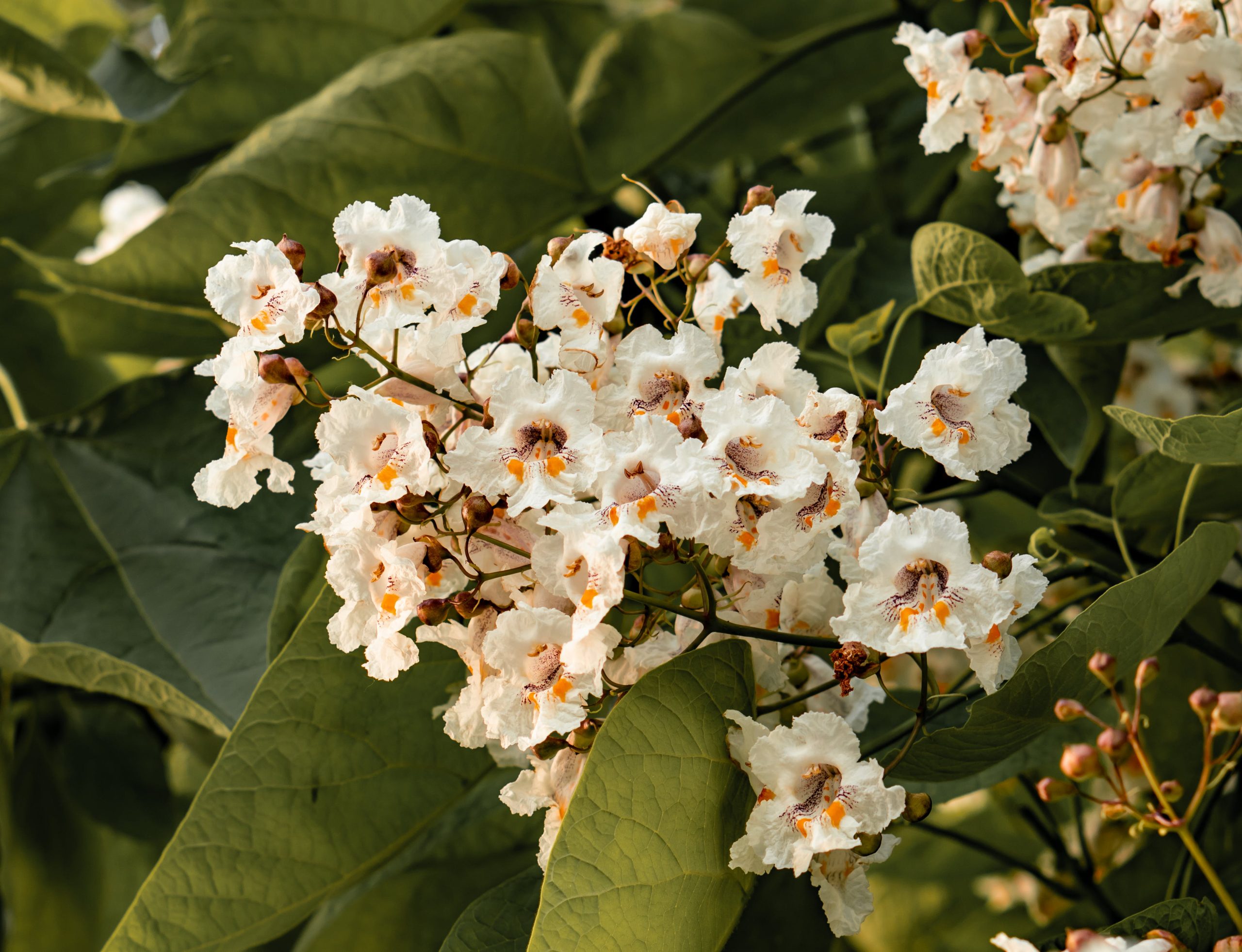 Catalpa boule