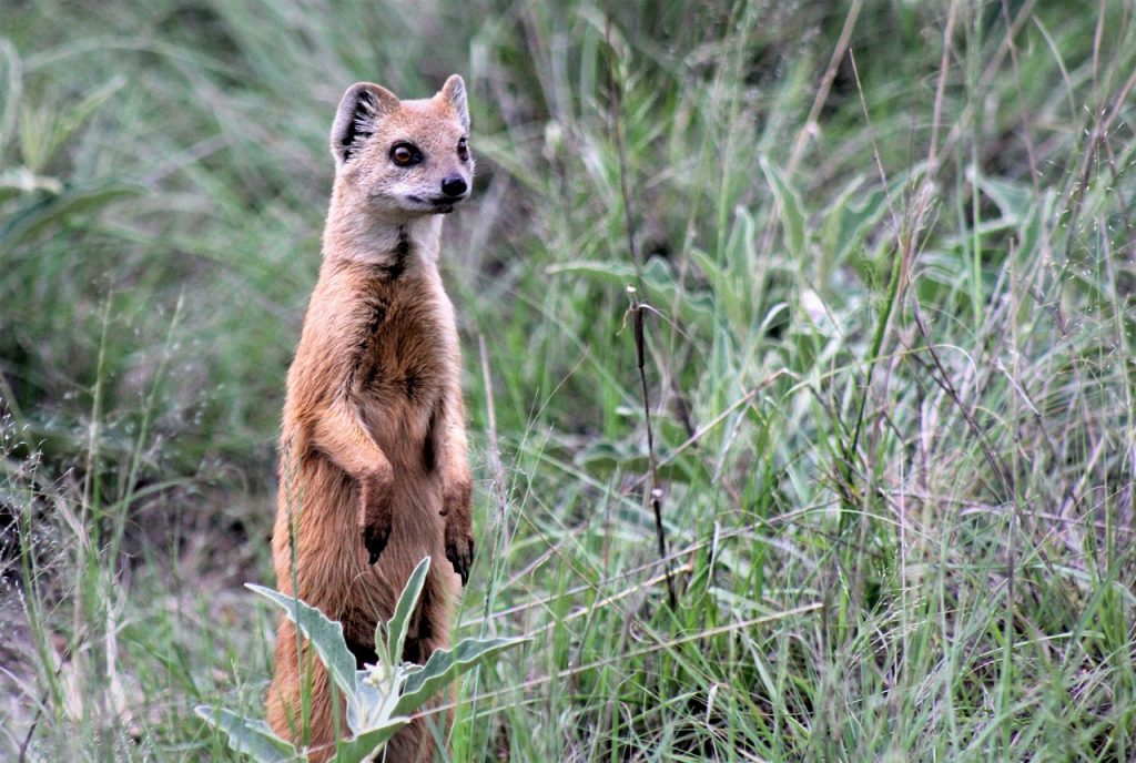 Quel animal est Timon du Roi Lion ?