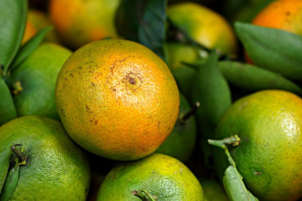 découvrez l'univers fascinant des agrumes : des oranges juteuses aux citrons acidulés, explorez leurs bienfaits pour la santé, leurs saveurs et les nombreuses recettes délicieuses qui les mettent en valeur. plongez dans la fraîcheur et la diversité des agrumes !