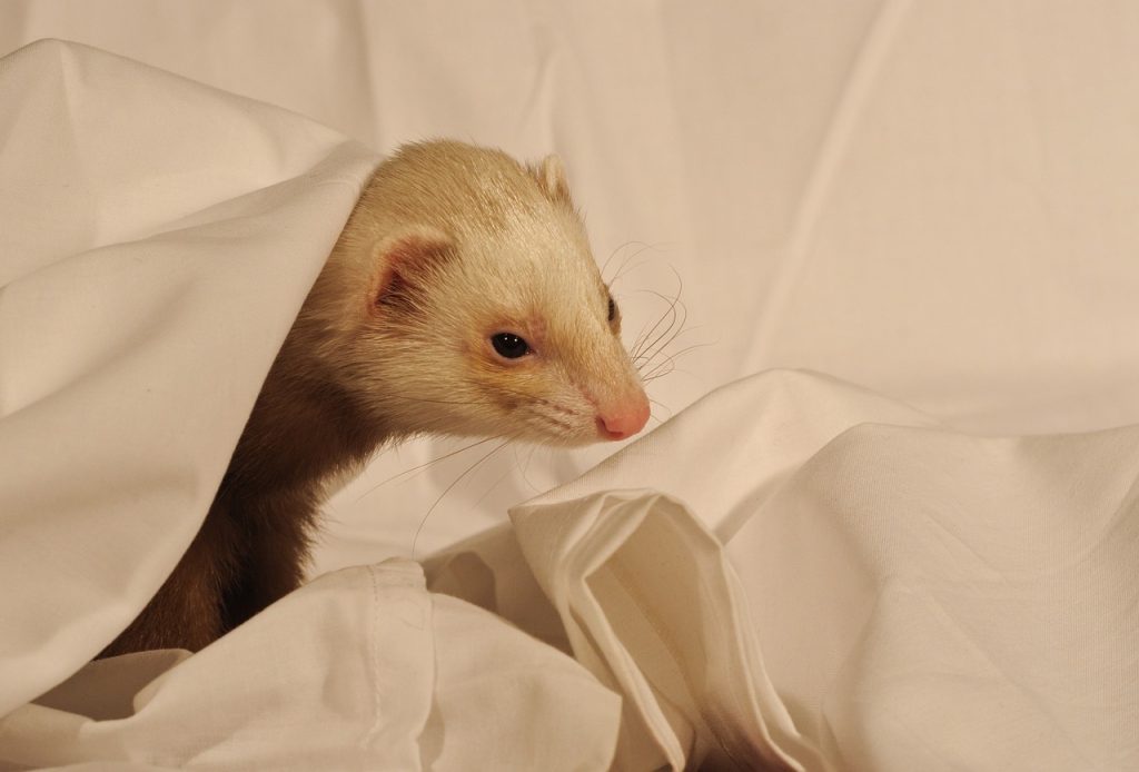 découvrez tout sur les furets, des animaux de compagnie curieux et joueurs. apprenez à les adopter, à les nourrir et à en prendre soin pour garantir leur bonheur et leur santé.