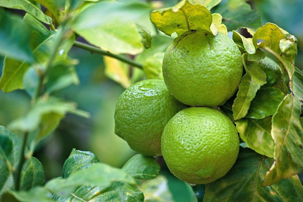 Comment cultiver un citronnier en pot ?