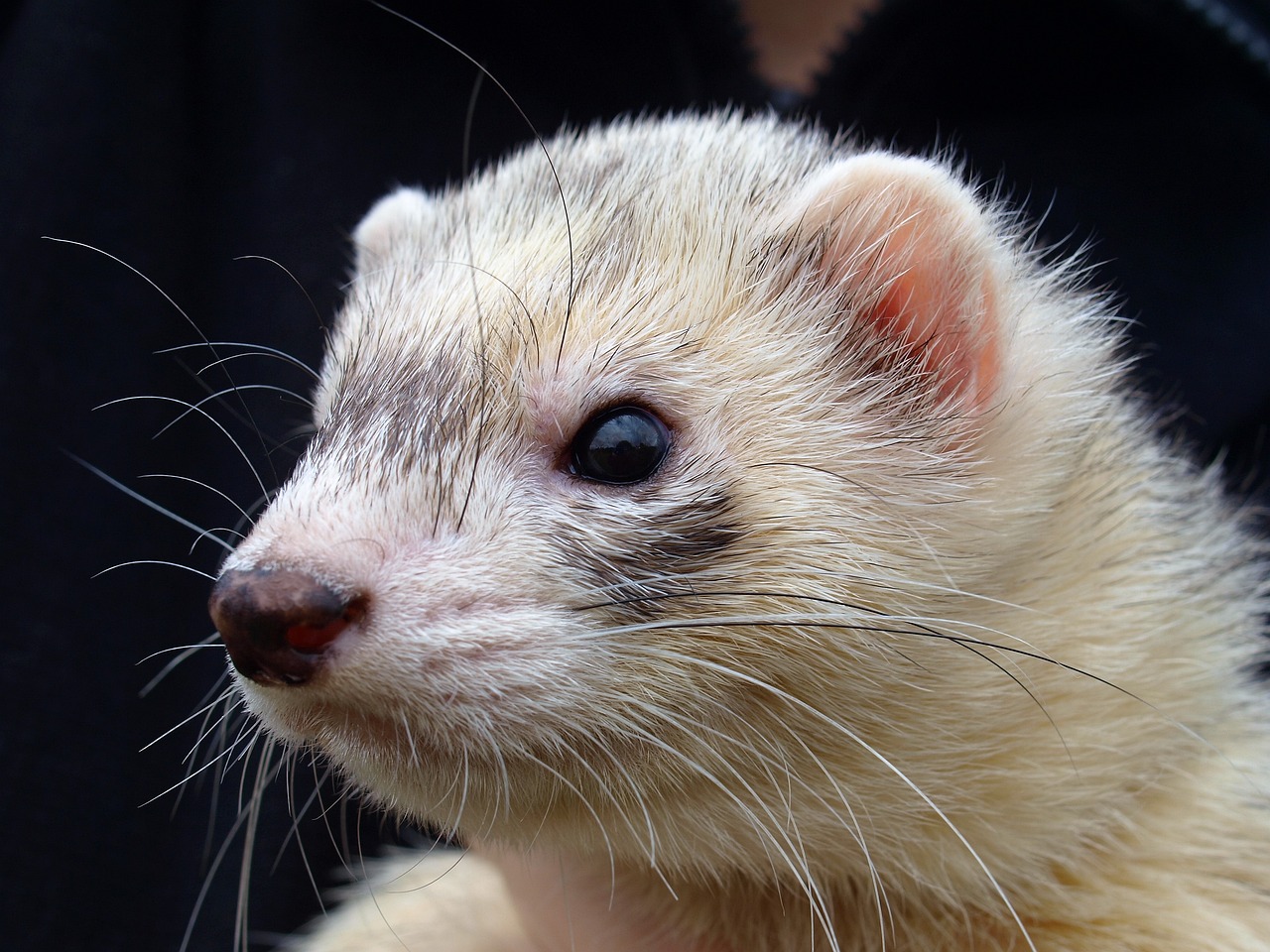 découvrez l'univers fascinant des fouines sauvages, de leur habitat naturel à leur comportement intrigant. apprenez tout sur ces animaux étonnants et leur rôle dans l'écosystème.