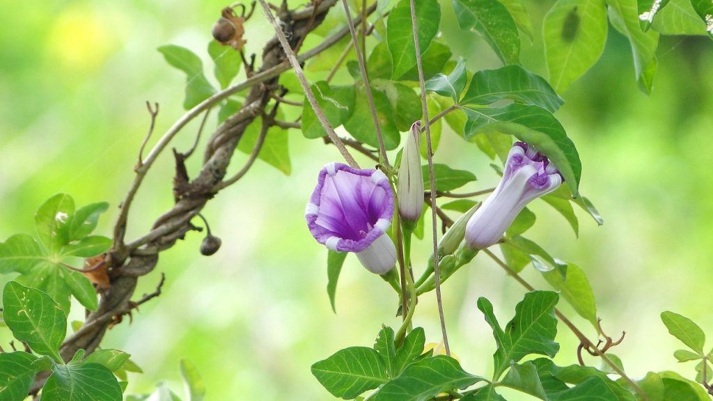 climbing plant flowers