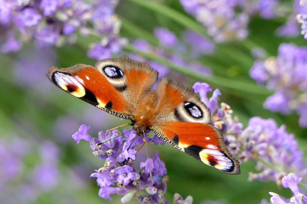 insect close-up