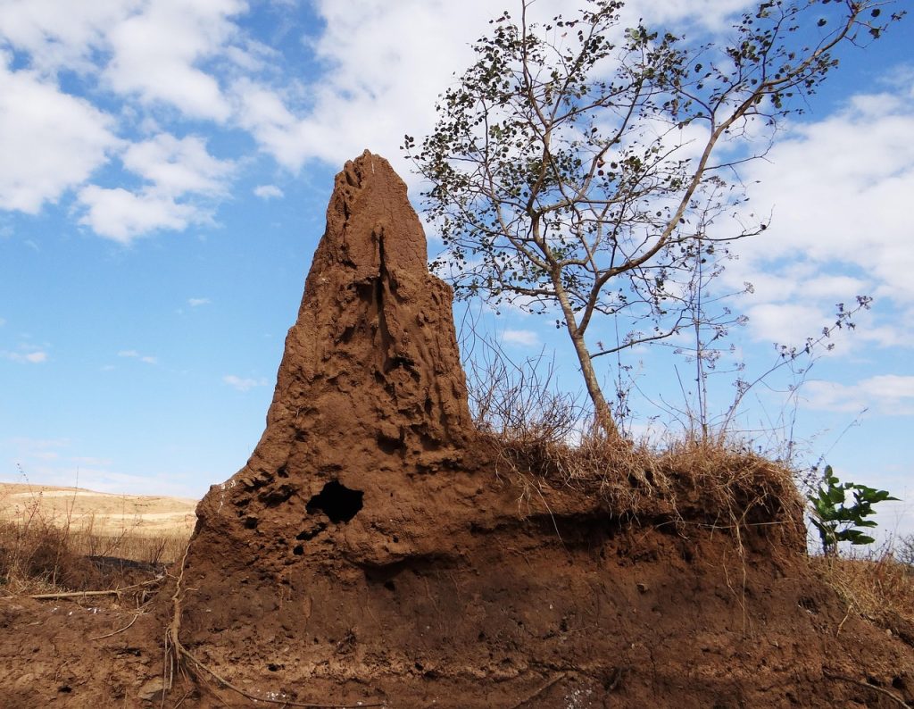 termite damage