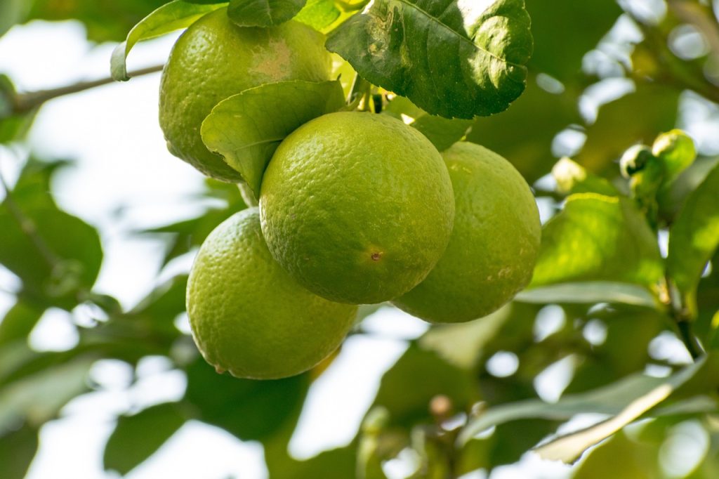 citrus trees