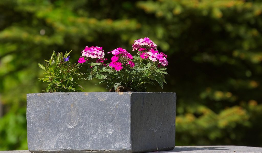 concrete garden plants