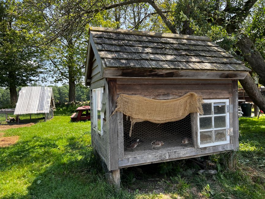 Petit poulailler en bois dans un jardin ensoleillé
