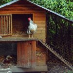 Poulailler en bois rustique surélevé avec un coq à l'entrée