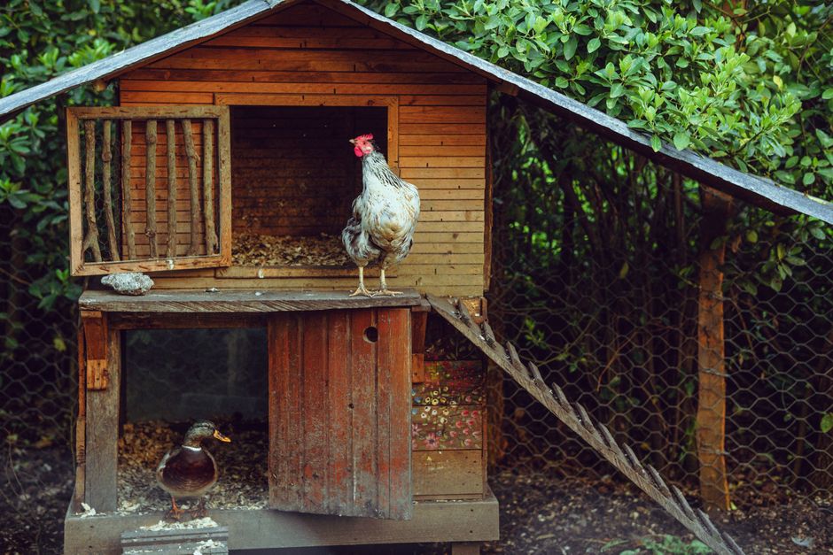 Poulailler en bois rustique surélevé avec un coq à l'entrée