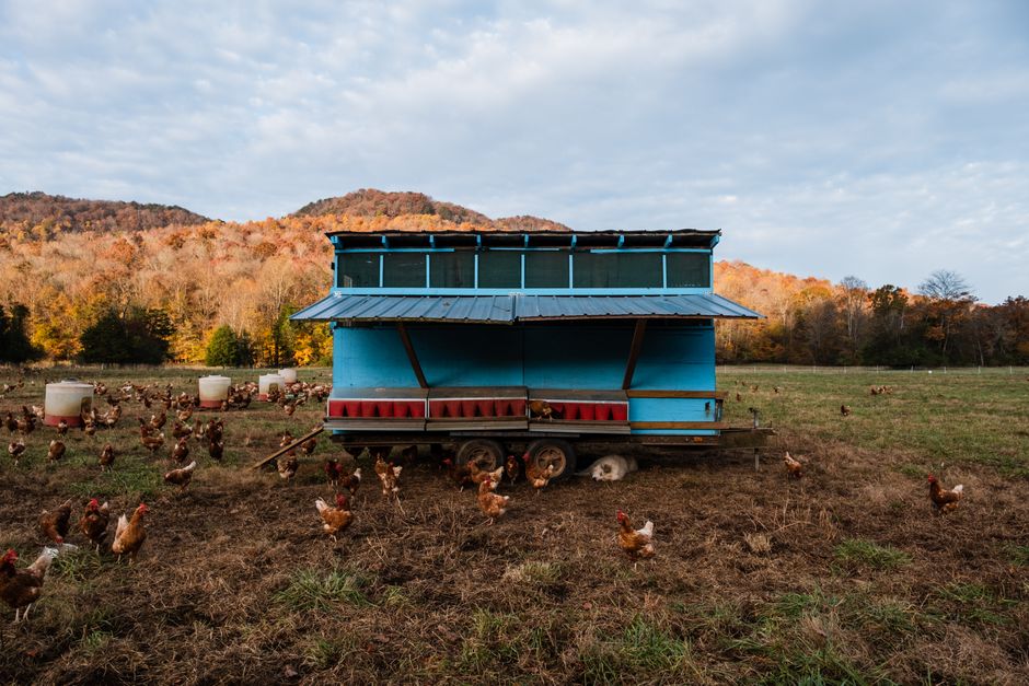 Poulailler mobile sur roues au milieu d'un pré avec des poules