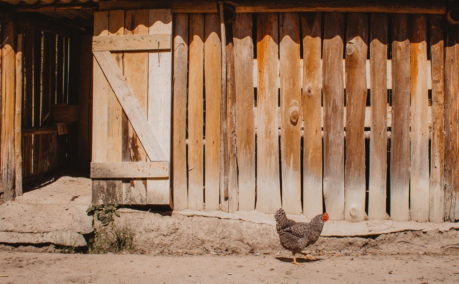 Poule devant une grange en planches de bois