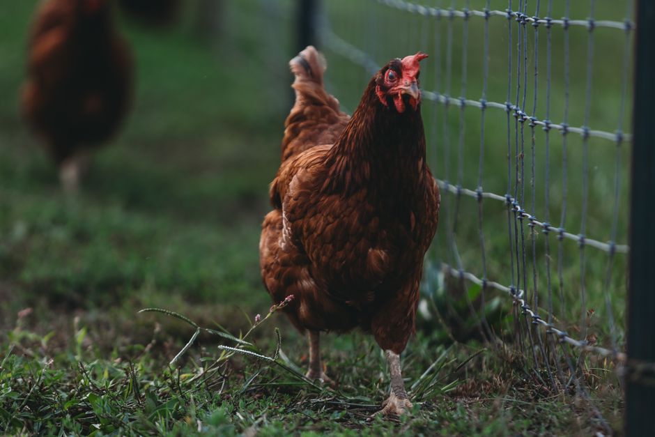 Poule rousse dans l'herbe le long d'une clôture grillagée