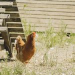 Poule rousse devant un poulailler en bois au soleil