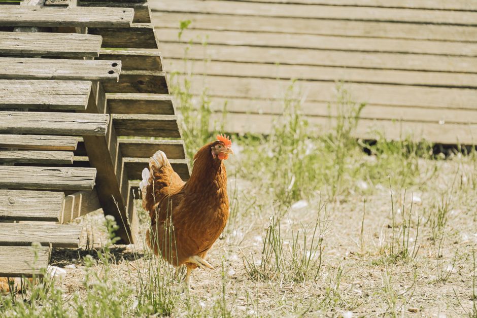Poule rousse devant un poulailler en bois au soleil