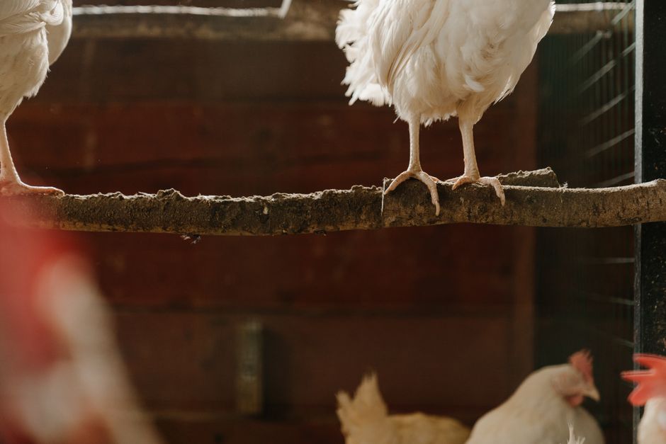 Poules blanches alignées sur un perchoir en bois dans un poulailler