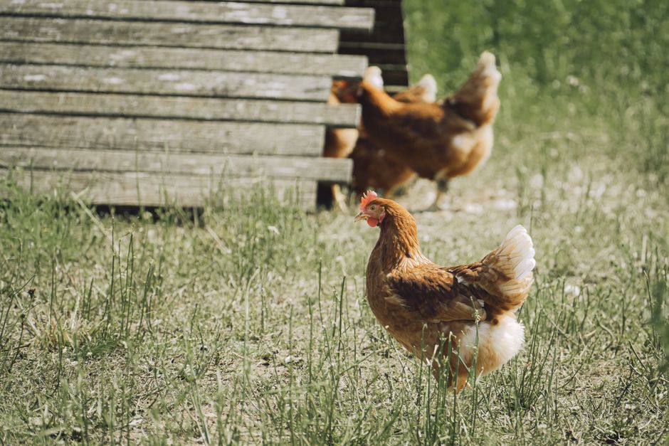 Poules dans l'herbe devant un abri en bois