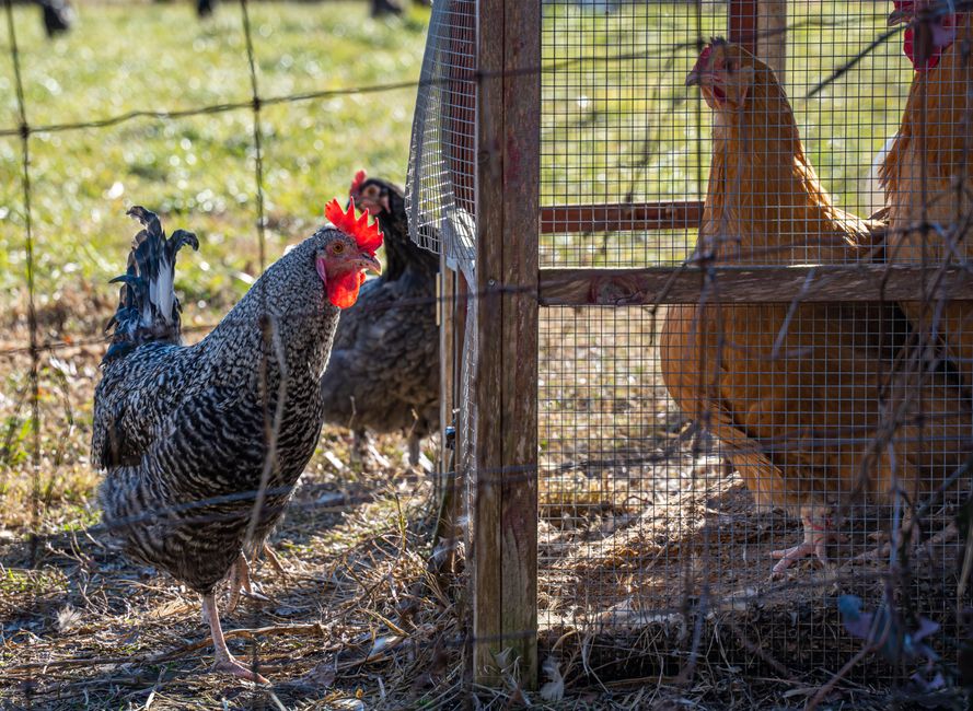 Poules derrière un grillage dans un enclos de pâture