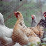 Poules derrière un grillage hexagonal à mailles fines