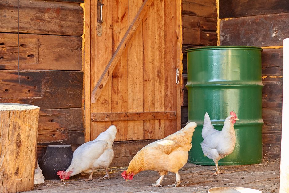 Poules devant la porte en bois d'un abri rustique
