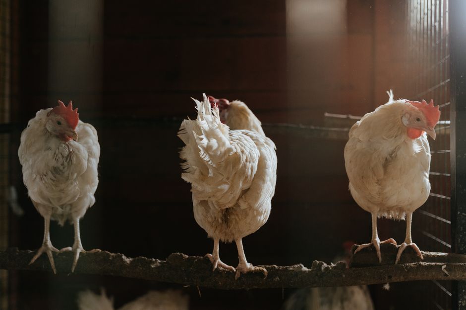 Trois poules blanches sur un perchoir à l'intérieur d'un poulailler