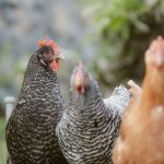 Trois poules devant la porte grillagée de leur poulailler