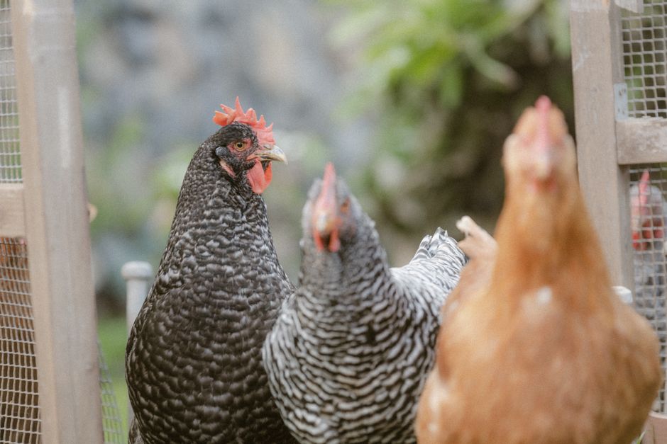 Trois poules devant la porte grillagée de leur poulailler